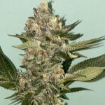 Image 4 of Biscotti 2.0 cannabis by The Plug Seedbank – Fruity – Super Strength – Feminized – Seed City