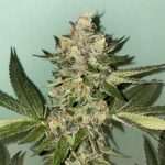 Biscotti 2.0 by The Plug Seedbank – 12/12 Photoperiod – Feminized – Fruity – image 5 – Seed City
