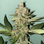 Biscotti 2.0 by The Plug Seedbank – 12/12 Photoperiod – Super Strength – Appetite Stimulant – image 6 – Seed City