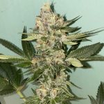 Image 7 of Biscotti 2.0 cannabis by The Plug Seedbank – Appetite Stimulant – 12/12 Photoperiod – Fruity – Seed City
