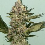 Image 8 of Biscotti 2.0 cannabis by The Plug Seedbank – Feminized – Appetite Stimulant – Fruity – Seed City