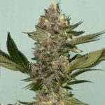 Image 9 of Biscotti 2.0 cannabis by The Plug Seedbank – 12/12 Photoperiod – Feminized – Appetite Stimulant – Seed City