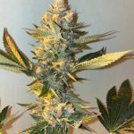 Biscotti 2.0 cannabis seeds – Feminized – Suited for indoor growing – Appetite Stimulant – image 10 from Seed City