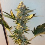 Biscotti 2.0 cannabis seeds – Appetite Stimulant – 12/12 Photoperiod – Feminized – image 12 from Seed City