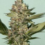 Biscotti 2.0 cannabis seeds – 12/12 Photoperiod – Fruity – Feminized – image 14 from Seed City