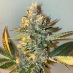 Biscotti 2.0 by The Plug Seedbank – Fruity – Feminized – Appetite Stimulant – image 15 – Seed City