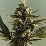Feminized – Fruity – Appetite Stimulant – Biscotti 2.0 strain – image 16 – from The Plug Seedbank via Seed City