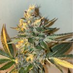 Biscotti 2.0 cannabis seeds – 12/12 Photoperiod – Appetite Stimulant – Super Strength – image 17 from Seed City