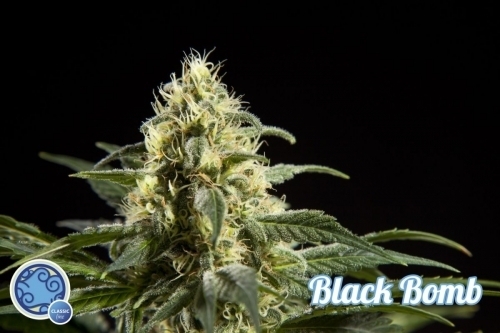 Black Bomb cannabis seeds – Outdoor – Female seeds – Super Strength – image 2 from Seed City
