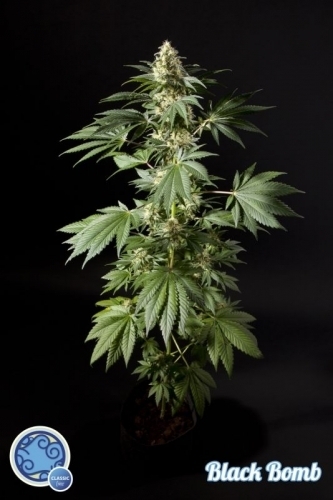 Black Bomb cannabis seeds – Outdoor – Indica Dominant – Beginning of October – image 3 from Seed City