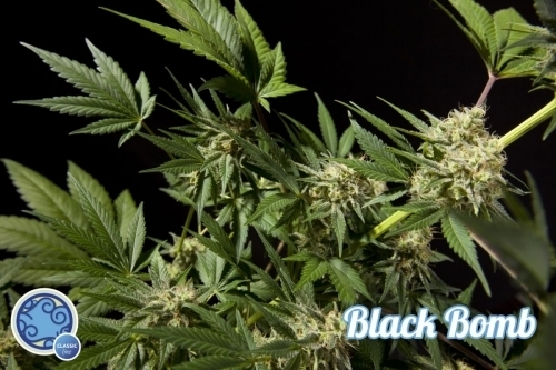 Black Bomb by Philosopher Seeds – Sweet – Beginning of October – Female seeds – image 4 – Seed City