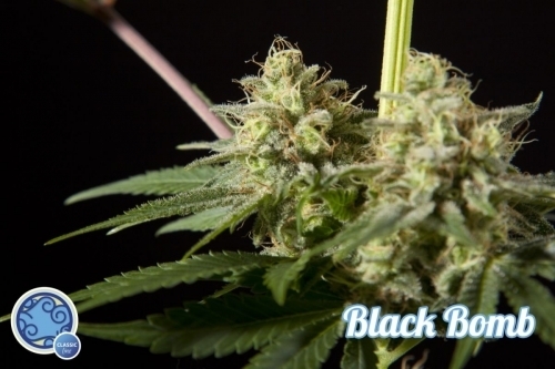 Black Bomb from Philosopher Seeds