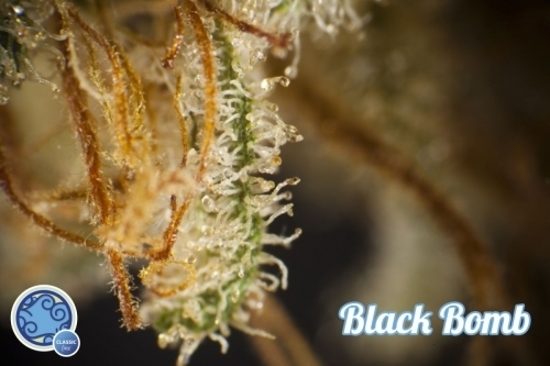 showing Outdoor – 12/12 Photoperiod – Super Strength – image 5 – Seed City