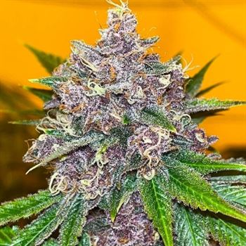 Feminized – 12/12 Photoperiod – Indica-heavy – Black Cherries strain – image 2 – from Old School Genetics via Seed City