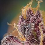 Black Muffin F1 Fast Version by Sweet Seeds – Relaxing – Berry – Suited for indoor growing – image 2 – Seed City