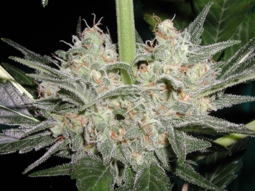 Black Widow by Mr Nice Seeds – Regular – Suited for indoor growing – 12/12 Photoperiod – image 2 – Seed City