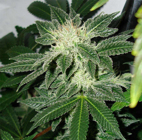 Image 4 of Black Widow cannabis by Mr Nice Seeds – Regular – Beginning of October – Super Strength – Seed City