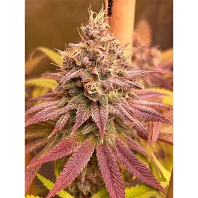 Blood Diamonds by Conscious Genetics – Suited for indoor growing – Fruity – 12/12 Photoperiod – image 2 – Seed City