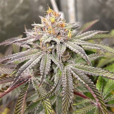 Blood Diamonds cannabis seeds – Fruity – Female seeds – Suited for indoor growing – image 3 from Seed City
