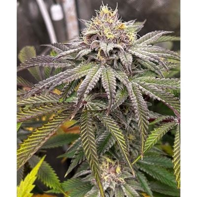 Blood Diamonds cannabis seeds – Female seeds – Fruity – Suited for indoor growing – image 5 from Seed City