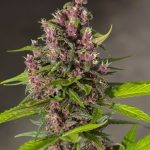 showing Sativa Dominant – Outdoor – Skunky – image 1 – Seed City