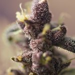 Image 2 of Auto Bloody Skunk cannabis by Sweet Seeds – Auto-Flowering – Skunky – Sativa Dominant – Seed City