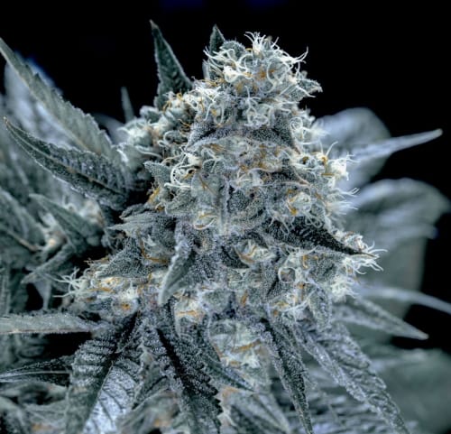 แสดงให้เห็นลักษณะเด่นของสายพันธุ์อินดิกา – กลางเดือนตุลาคม – ช่วงแสง 12/12 – ภาพที่ 1 – Seed City