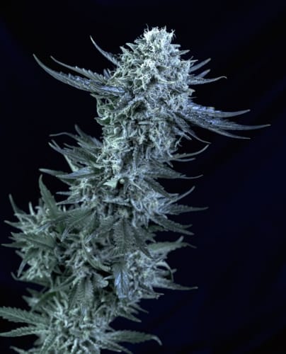 Blubonik by Genehtik Seeds – ช่วงแสง 12/12 ชั่วโมง – รับประกันต้นตัวเมีย – ปลูกในร่มได้ – ภาพที่ 2 – Seed City