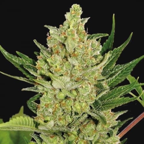 Auto Blue Cheese by Barneys Farm Seeds – Resistant to Low Temperature – Female seeds – Uplifting – image 2 – Seed City