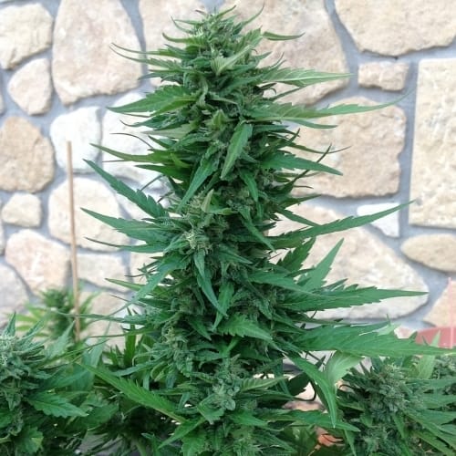 Auto Blue Cheese cannabis seeds – Outdoor cultivation – Uplifting – Auto-Flowering – image 3 from Seed City