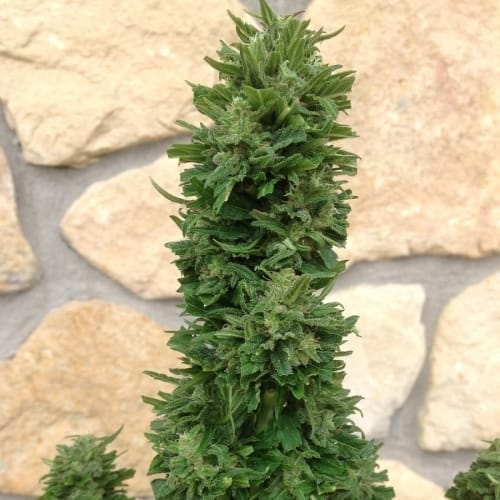 Auto Blue Cheese from Barneys Farm Seeds