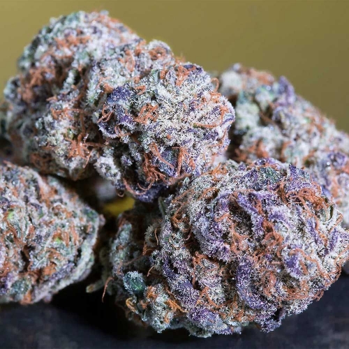 Image 2 of Blue Gem cannabis by Paradise Seeds – Sweet – Feminized – 12/12 Photoperiod – Seed City