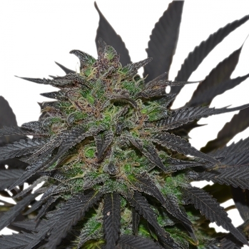 Blue Mistic cannabis seeds – Body Stone – Feminized – Sweet – image 2 from Seed City