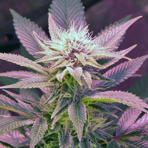 Blue Mystic cannabis seeds – Excellent harvest potential – Indica-heavy – Stress Relief – image 2 from Seed City