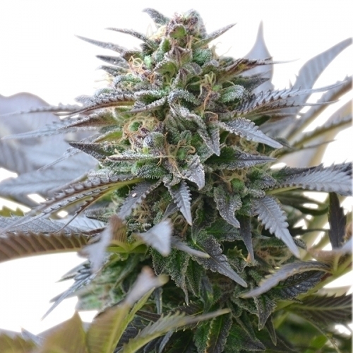 Blue Mistic from Royal Queen Seeds