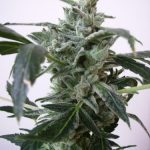 Short (up to 80cm) – Indica – Berry – Blue Himalaya strain – image 2 – from Short Stuff Seeds via Seed City