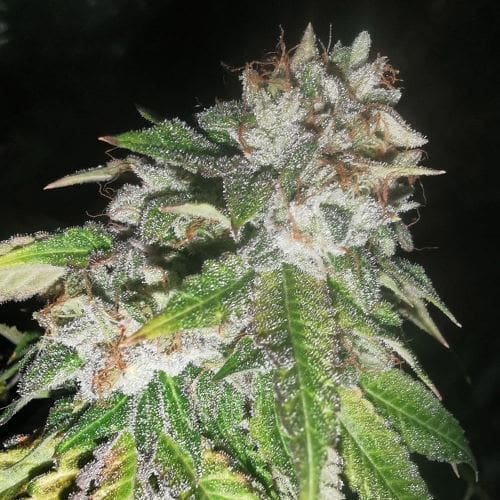 Feminized – Indoor-friendly – Mostly Indica – Britcoin strain – image 2 – from Pheno Finder Seeds via Seed City