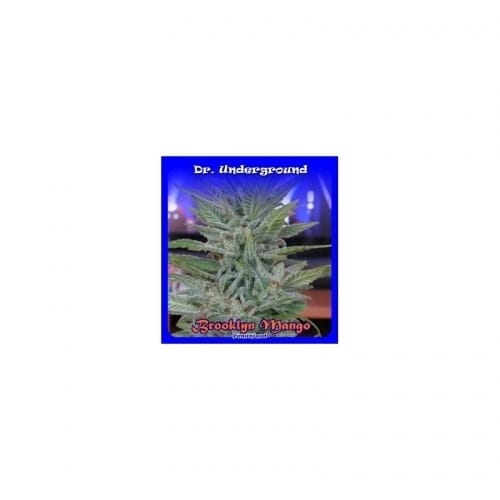 Brooklyn Mango cannabis seeds – Pineapple – 12/12 Photoperiod – High Yielding – image 2 from Seed City