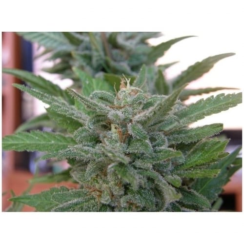 Sativa-leaning – Indoor-friendly – High Yielding – Brooklyn Mango strain – image 3 – from Dr Underground via Seed City