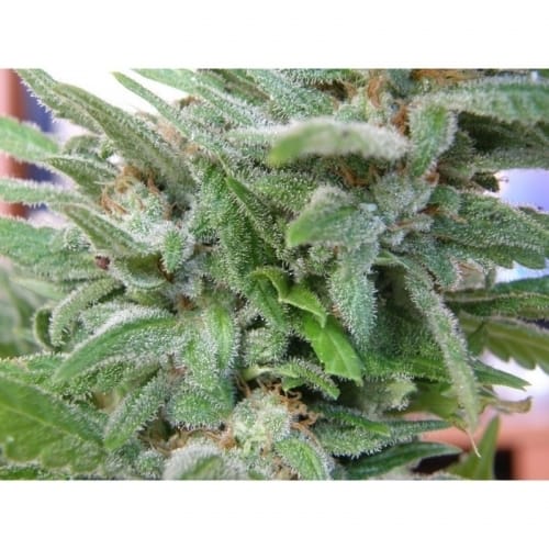 Brooklyn Mango cannabis seeds – Sativa-leaning – High Yielding – Indoor-friendly – image 4 from Seed City