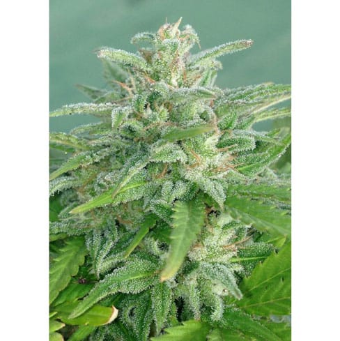 Brooklyn Mango by Dr Underground – Pineapple – Sativa-leaning – High Yielding – image 5 – Seed City