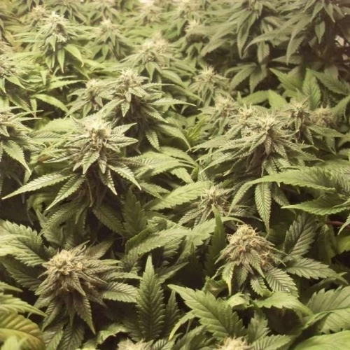 Indica-heavy – 12/12 Photoperiod – Depression – Bubblelicious strain – image 2 – from Nirvana Seeds via Seed City