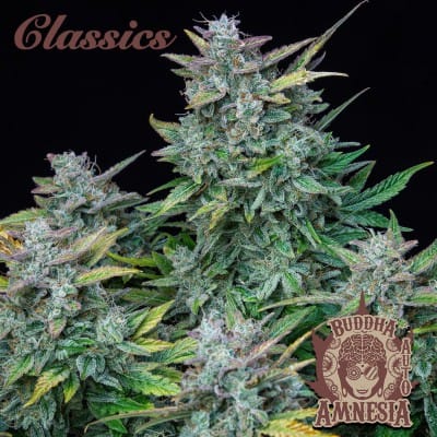 Buddha Amnesia by Buddha Seeds – Sativa-leaning – 12/12 Photoperiod – Stress Relief – image 2 – Seed City