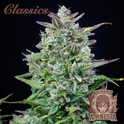 showing Feminized – Citrus – Sativa-leaning – image 3 – Seed City
