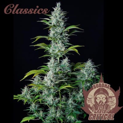 Buddha Auto Critical by Buddha Seeds – Feminized – Indica Dominant – Sweet – image 4 – Seed City