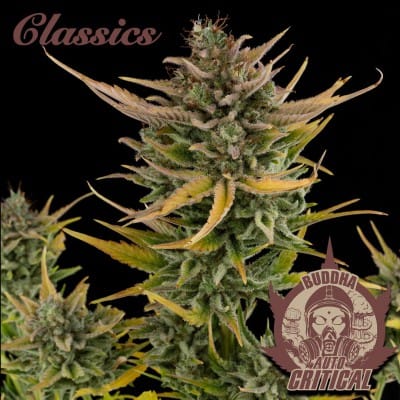 Image 2 of Buddha Auto Critical cannabis by Buddha Seeds – Sweet – Indica Dominant – Auto-Flowering – Seed City