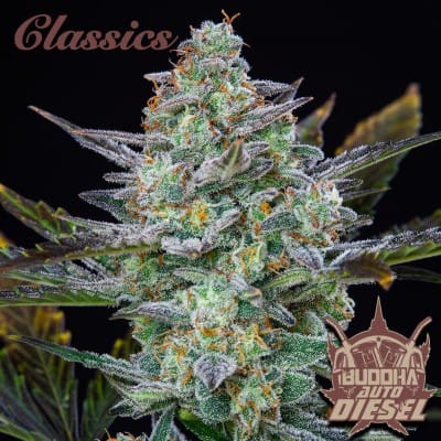 Buddha Auto Diesel cannabis seeds – Cerebral – Auto-Flowering – Good for outdoor grow – image 2 from Seed City
