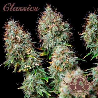 Buddha Auto White Widow by Buddha Seeds – Auto-Flowering – Outdoor – Woodsy – image 3 – Seed City