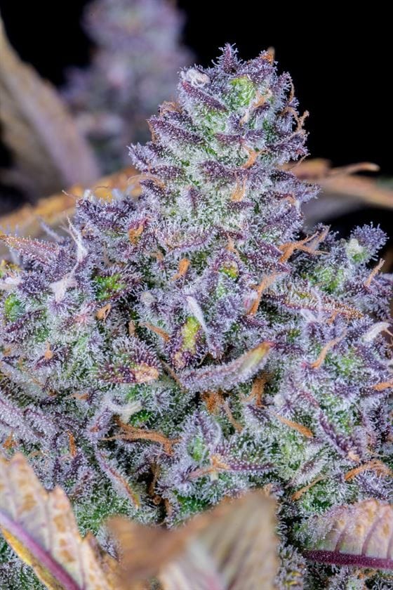 Tropicana Cookies Auto by FastBuds – Auto-Flowering – Mostly Indica – Relaxing – image 2 – Seed City