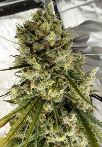 C5 Haze x Kali China from Ace Seed bank